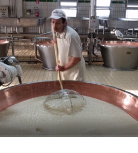 Producing Parmigiani Cheese