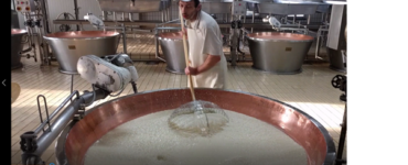 Producing Parmigiani Cheese