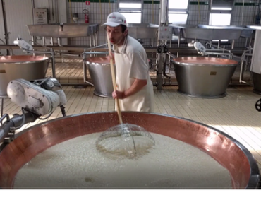 Producing Parmigiani Cheese