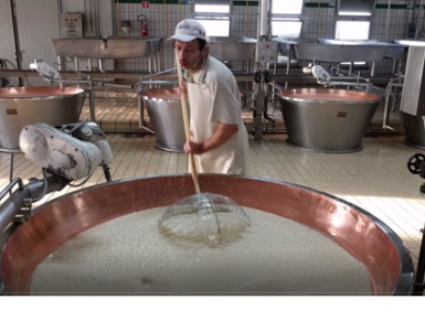 Producing Parmigiani Cheese