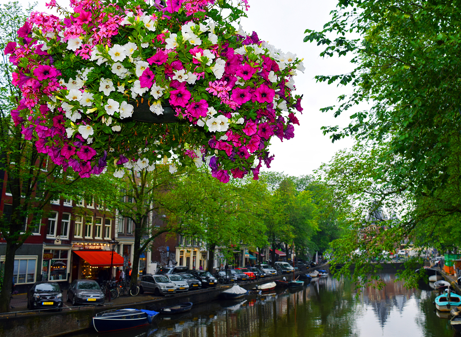 Hanging basket of pink and white flowers above an Amsterdam canal with boats, cars, and buildings