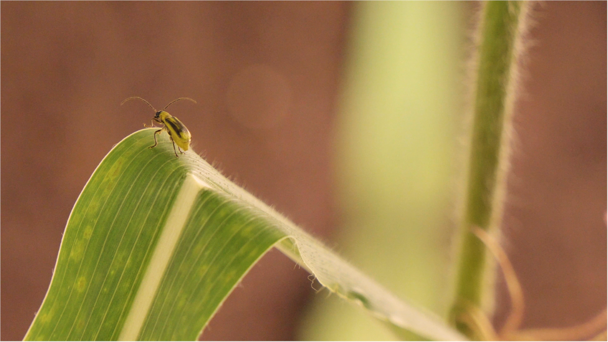 A small yellow beetle with black stripes on its back sits on the edge of a green leaf with a white stripe