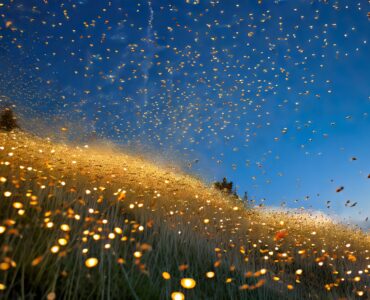Firefly generated an image full of fireflies
